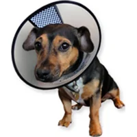 AA-Vet Easyfix-Collar - XL
