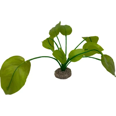Aqua Della Anubias - Groen - 17 cm