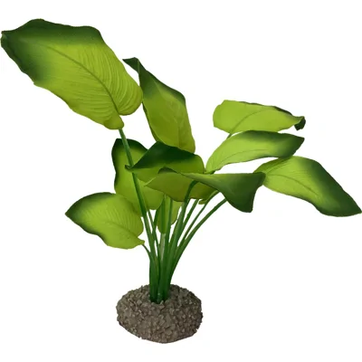 Aqua Della Anubias - Groen - 20 cm
