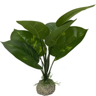Aqua Della Anubias - Groen - 24 cm