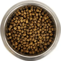 Yourdog Dwerg- Of Toypoedel Pup 12kg