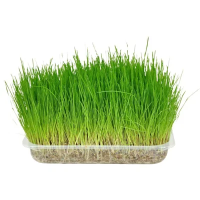 Kattengras 2 x 100 g