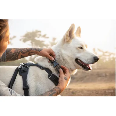Ruffwear Hondenhalsband Front Range™ Collar, basalt grey, Maat: 51cm-66cm