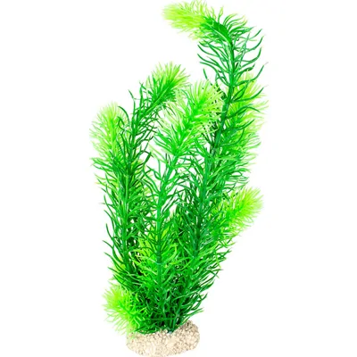 Aqua Della Hornwort - 32 cm