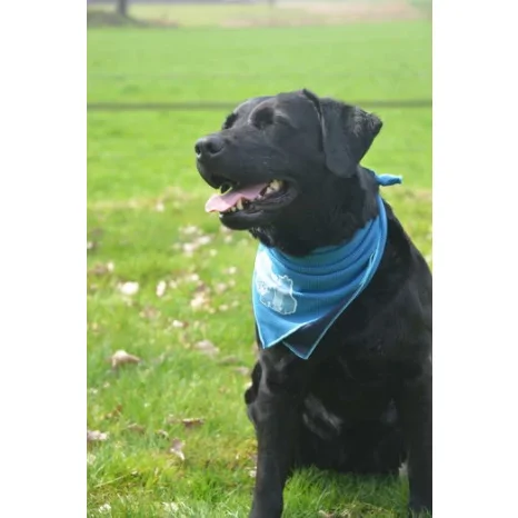 Coolpets cooling bandana hond M 45x45cm