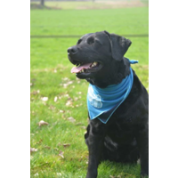 Coolpets cooling bandana hond S 30x30cm