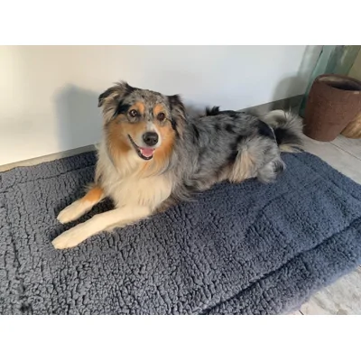 HuggleHounds Hondenmat Grijs XL 75 x 123 cm
