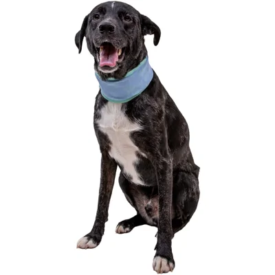 Ruffwear Swamp Cooler Neck Gaiter - Biolumin Blue - XXS